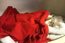 Cadela de Jessica Athayde foi atacada e corre risco de vida