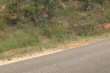 Atropelamento mortal em Alcanena