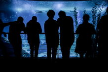 Oceanário de Lisboa, inaugurado durante a Expo’98, recebeu no espaço de 20 anos mais de 23 milhões de visitantes