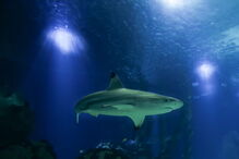 Oceanário de Lisboa, inaugurado durante a Expo’98, recebeu no espaço de 20 anos mais de 23 milhões de visitantes