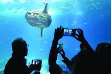 O Oceanário de Lisboa conserva a memória da exposição