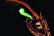 Peixe que vive na Fossa das Marianas