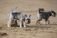 Os cães, de raça terrier, encontram-se ao cuidado da Royal Society for the Prevention of Cruelty to Animals 