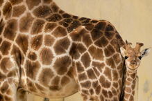 Nascimento de girafa-de-angola no Zoo de Lisboa