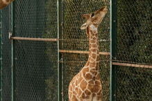 Nascimento de girafa-de-angola no Zoo de Lisboa