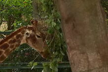 Girafa morre no zoo de Lisboa depois de visitante tentar dar comida