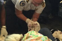 Cadela dá à luz em pleno aeroporto