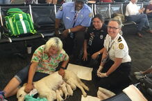 Cadela dá à luz em pleno aeroporto