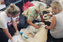 Cadela dá à luz em pleno aeroporto