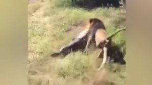 Homem sobrevive a ataque de leão em reserva da Africa do Sul