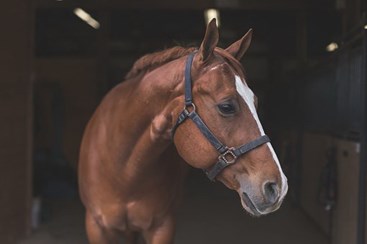 Uso de cavalo como 'tela de pintura' em atividade para crianças em