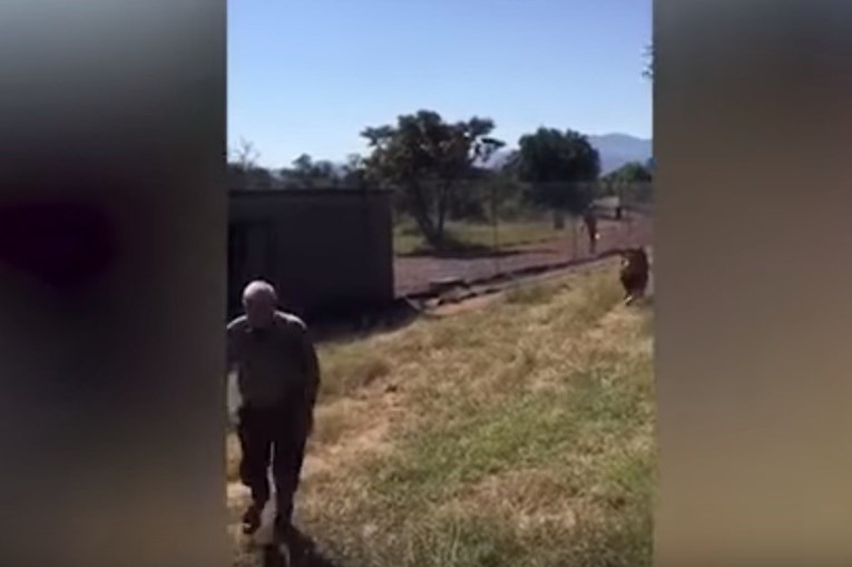 Leão ataca tratador em reserva da África do Sul