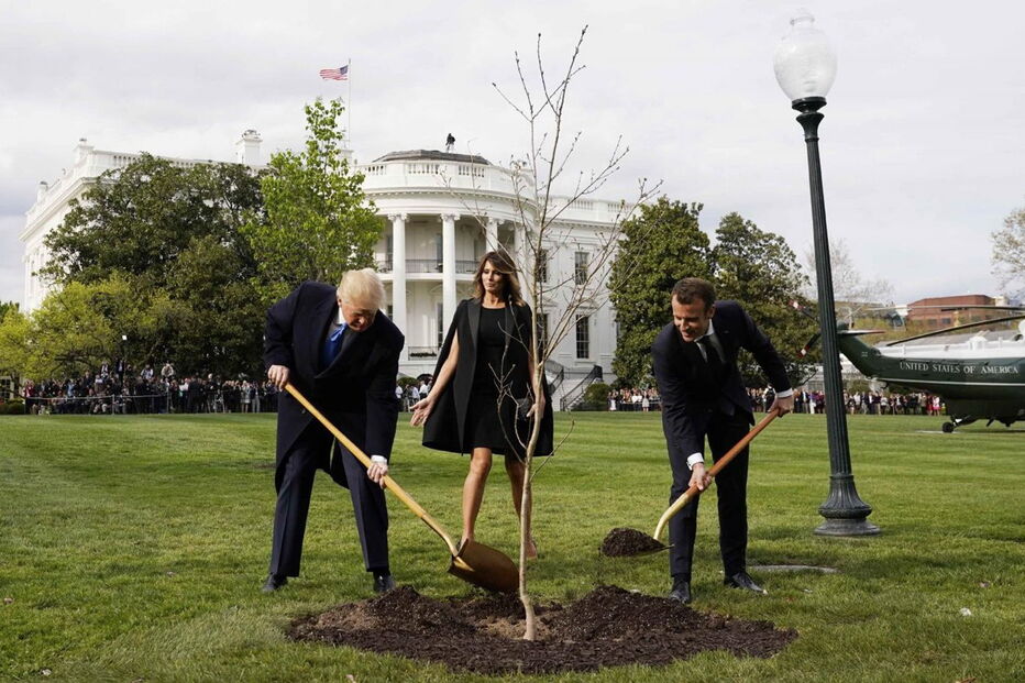 Árvore que Macron ofereceu a Trump já não está no jardim