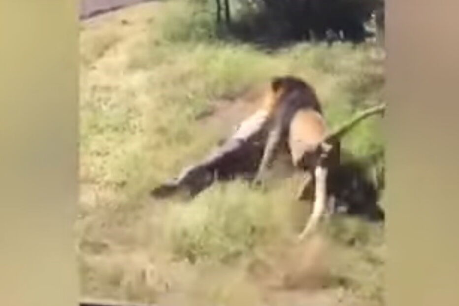 Leão ataca tratador em reserva da África do Sul