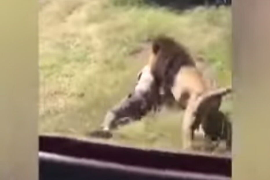 Leão ataca tratador em reserva da África do Sul