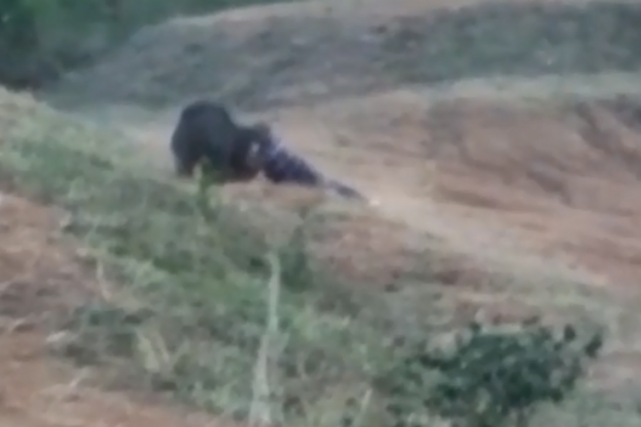 2018-05-04_12_16.50 urso.png