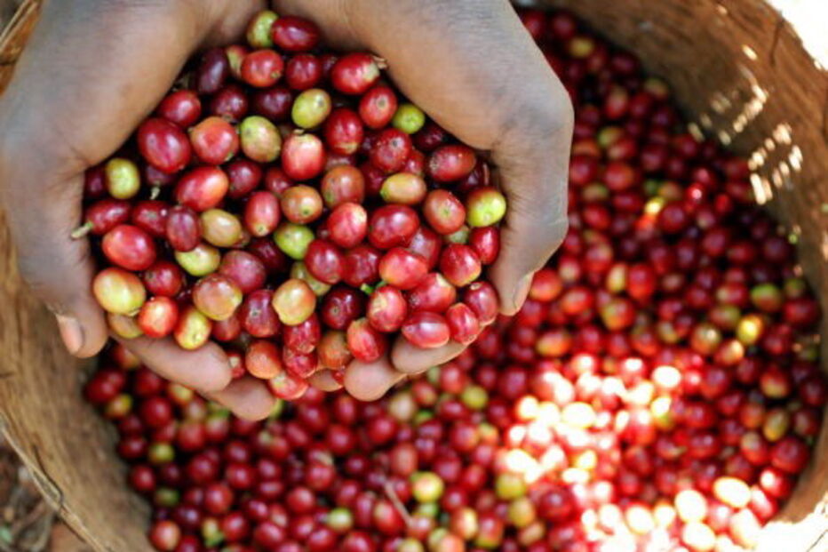 Agricultores esperam que em breve o café esteja pronto a colher 