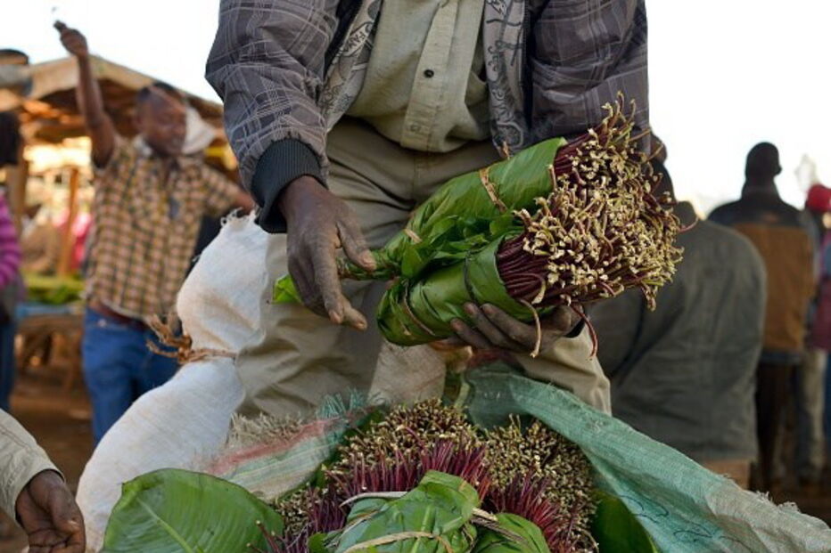 Tanto o valor como o modo de plantação, tornam khat mais atrativa para alguns agricultores 