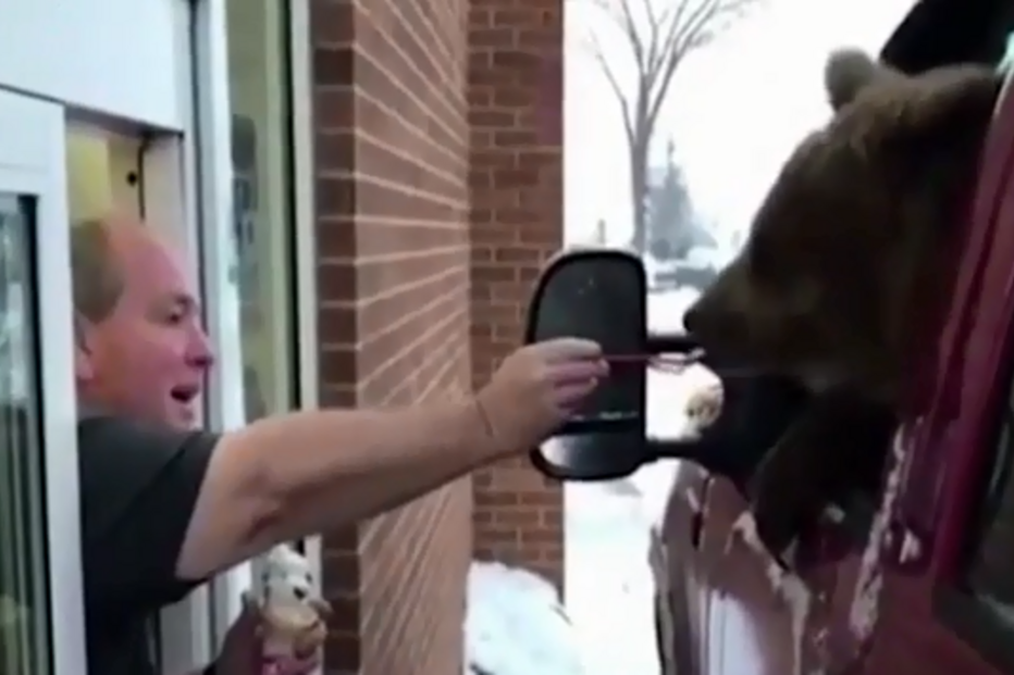 O dono da gelataria alimentou o urso 