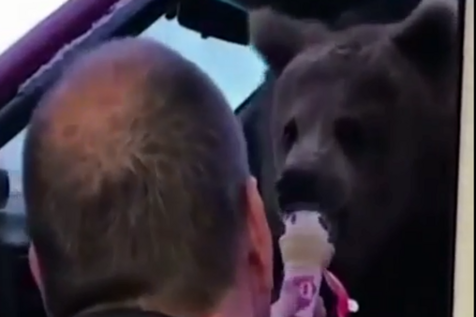 O dono da gelataria alimentou o urso 