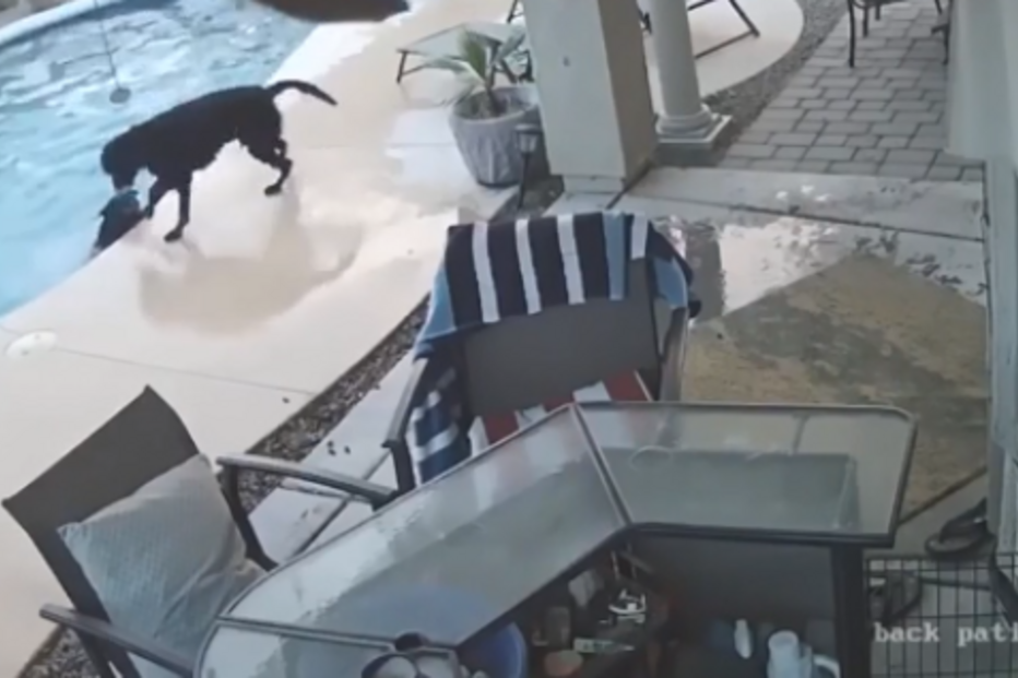 2018-05-16_09_43.04 cãosalvamento.png