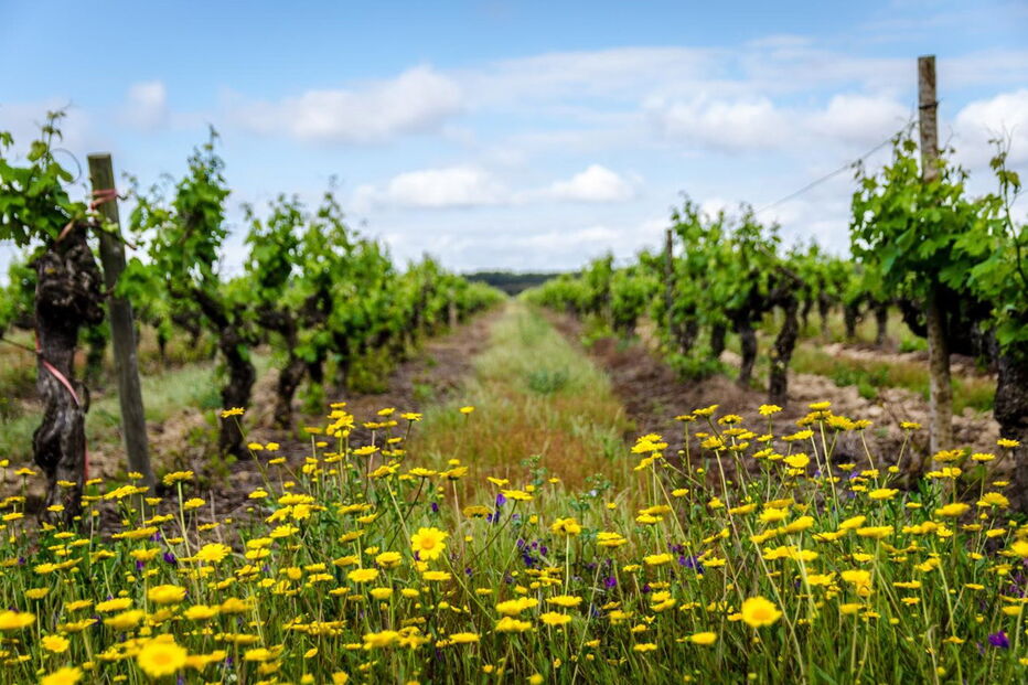 Companhia das Lezírias