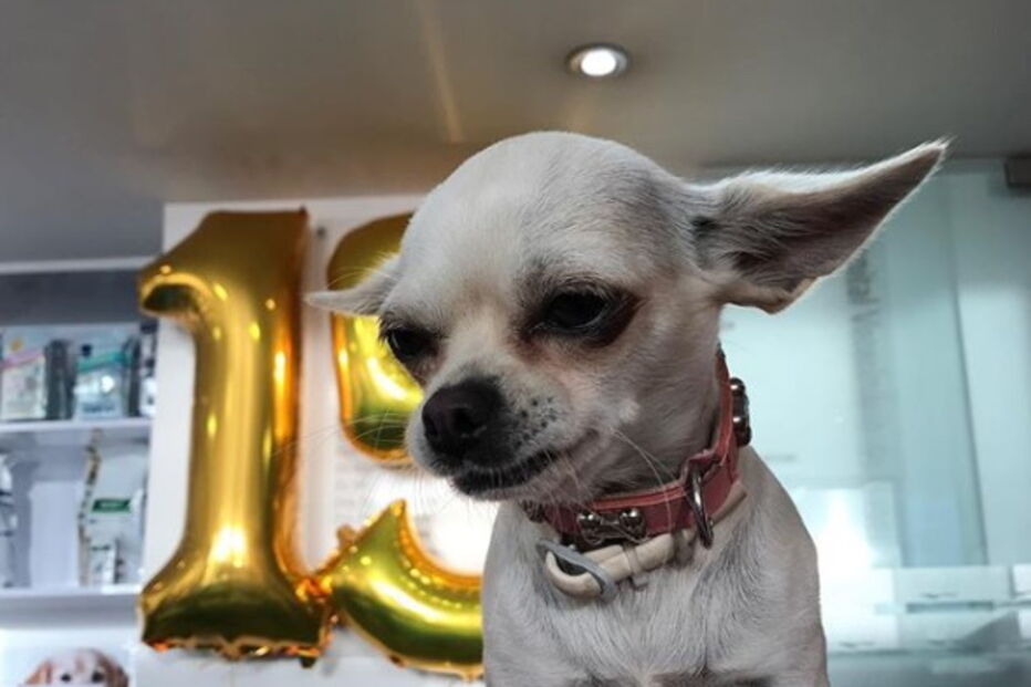 Jessica Athayde sempre demonstrou o amor pelos seus cães