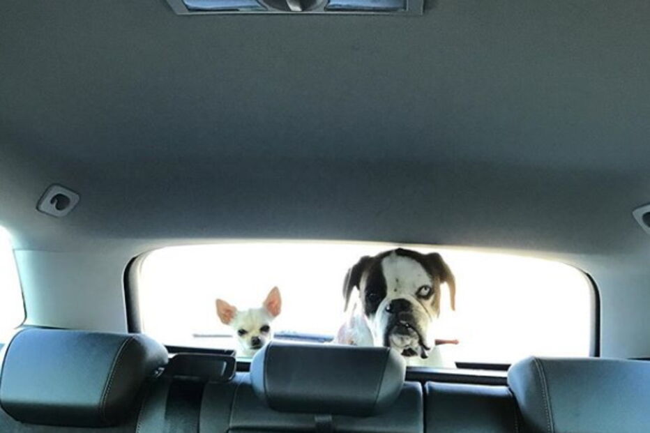 Jessica Athayde sempre demonstrou o amor pelos seus cães