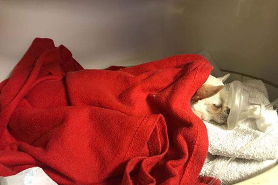 Cadela de Jessica Athayde foi atacada e corre risco de vida