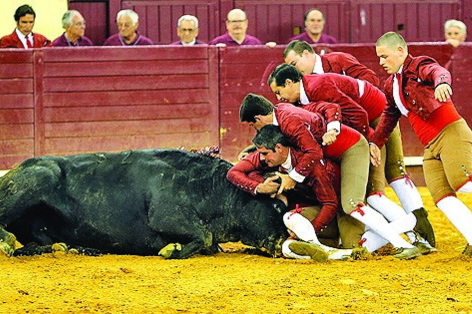 Grupo de forcados amadores de Lisboa a pegar um dos touros da ganadaria Ribeiro Telles   
