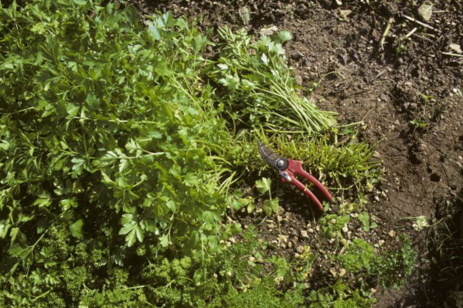 Mulher corta pénis do namorado com tesoura de podar