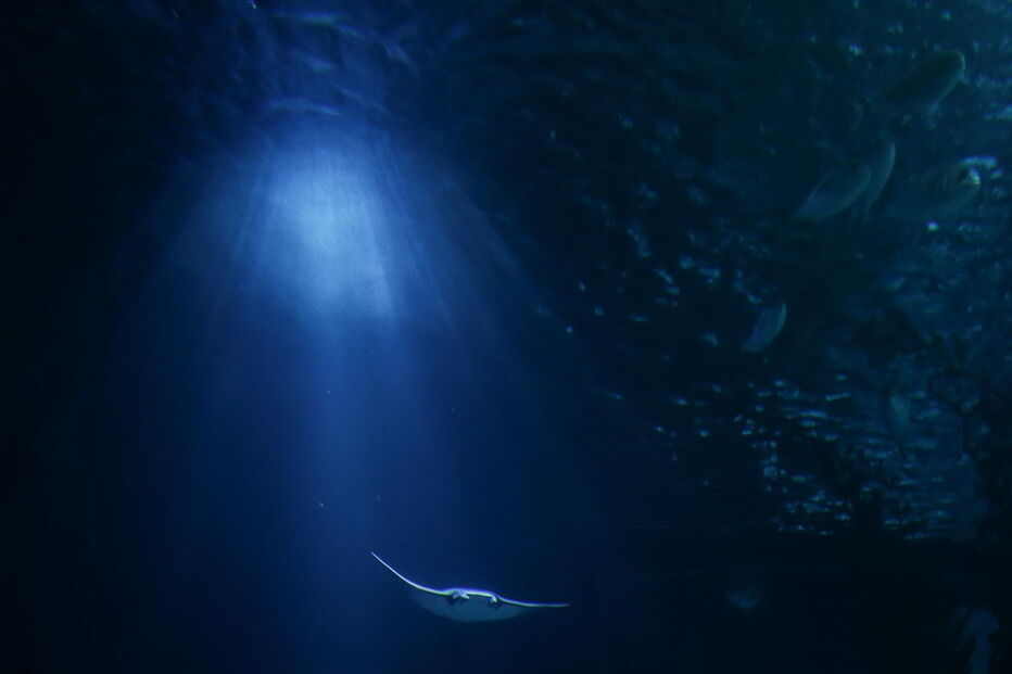 Oceanário de Lisboa, inaugurado durante a Expo’98, recebeu no espaço de 20 anos mais de 23 milhões de visitantes