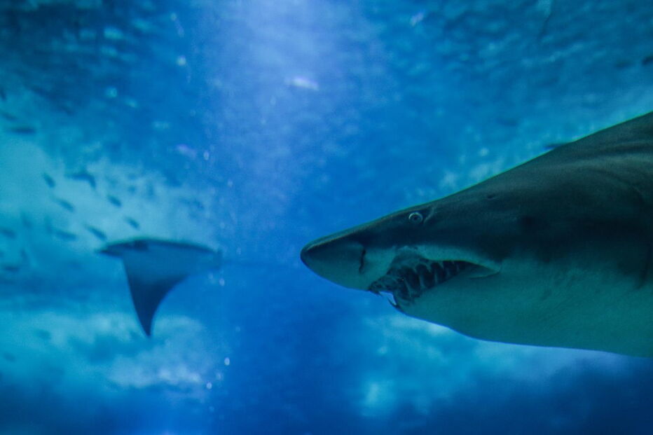 Oceanário de Lisboa, inaugurado durante a Expo’98, recebeu no espaço de 20 anos mais de 23 milhões de visitantes
