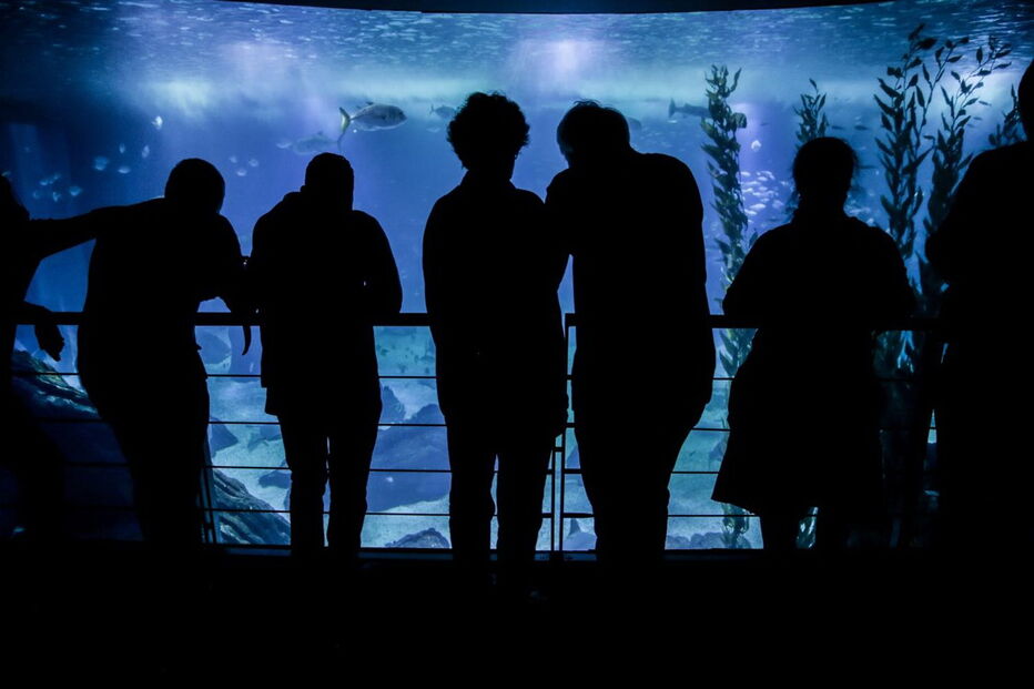 Oceanário de Lisboa, inaugurado durante a Expo’98, recebeu no espaço de 20 anos mais de 23 milhões de visitantes