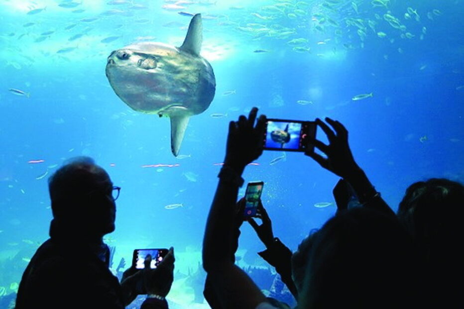 O Oceanário de Lisboa conserva a memória da exposição