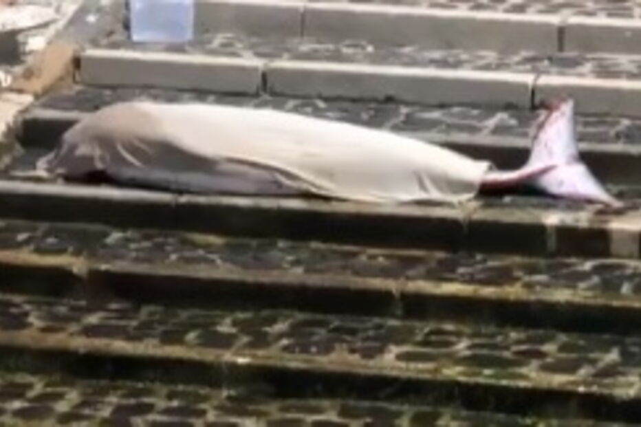 Pai garante que vai ficar com o 'bebé milagre'  