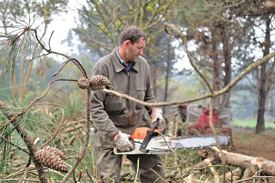 Limpeza de terrenos florestais       