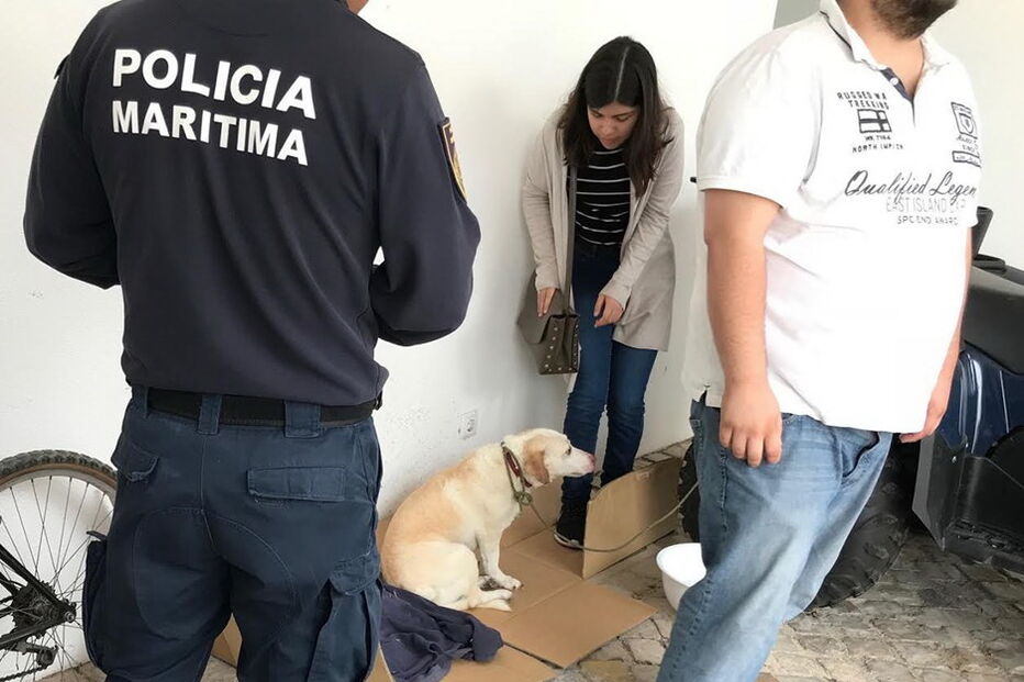 Cão foi resgatado na ria Formosa e, posteriormente, entregue ao dono pela polícia marítima.