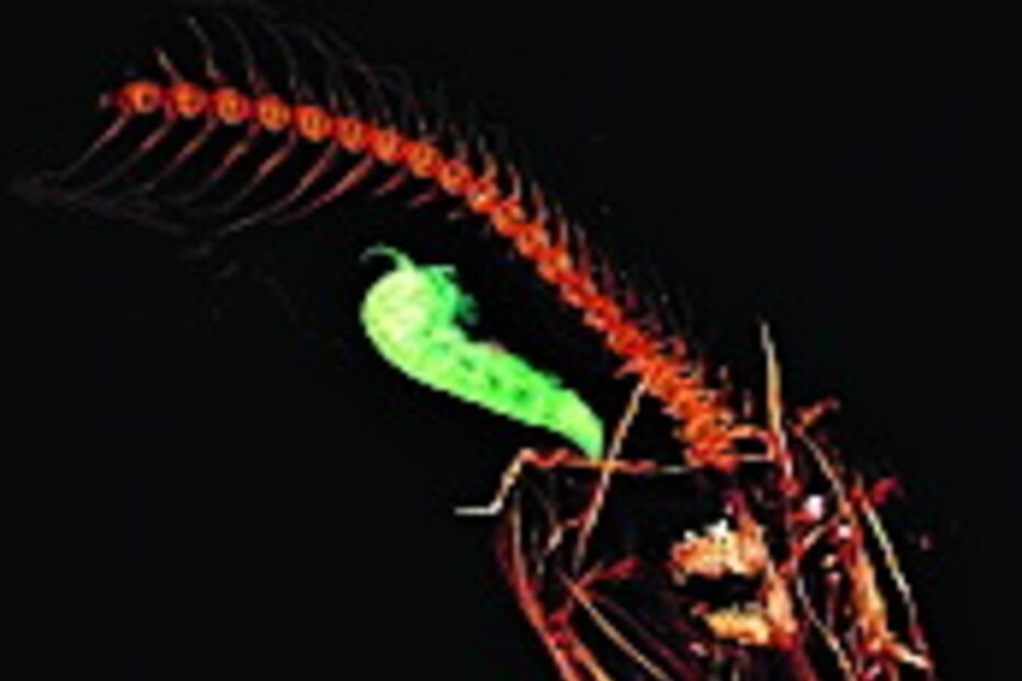 Peixe que vive na Fossa das Marianas