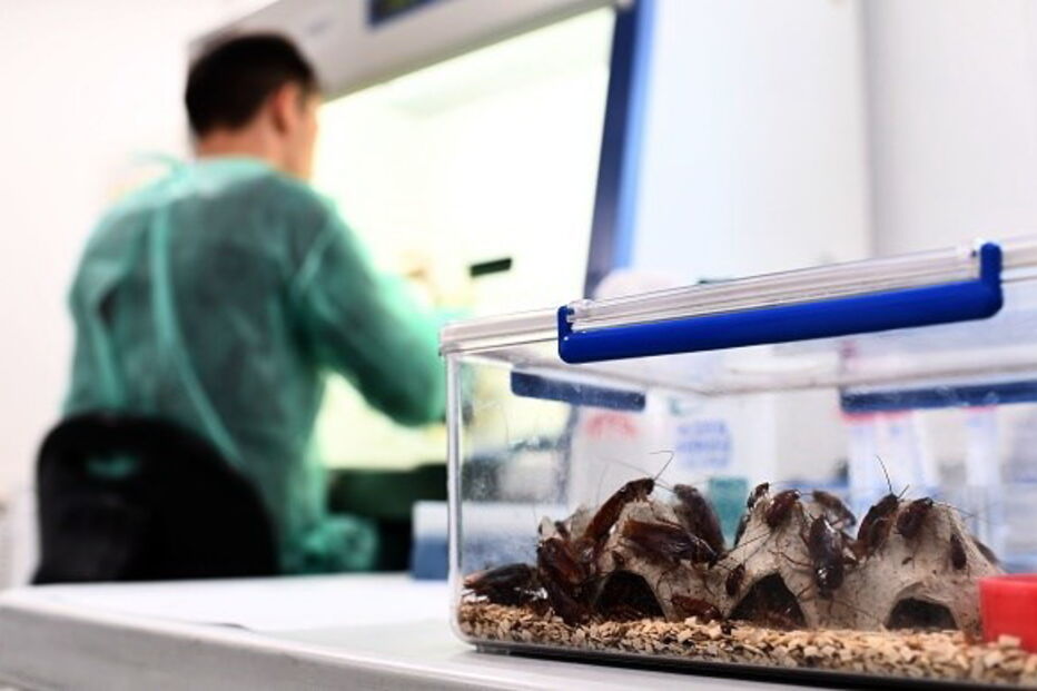 Investigadores do Instituto de Biologia Celular e Medicina Regenerativa da Índia afirmam que o valor nutricional do produto da barata é muito maior do que outros leites