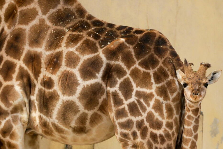 Nascimento de girafa-de-angola no Zoo de Lisboa
