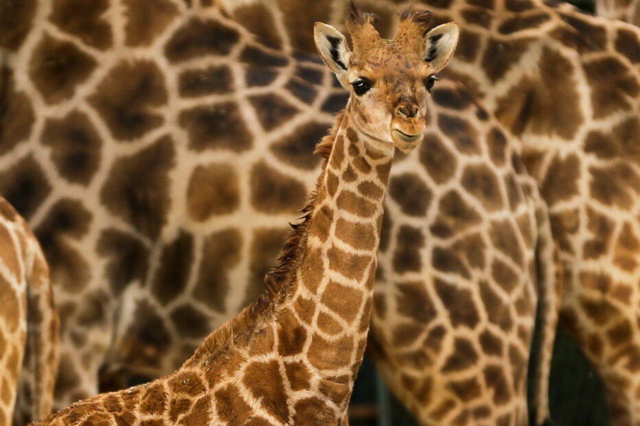 Girafa-de-angola no Jardim Zoológico de Lisboa
