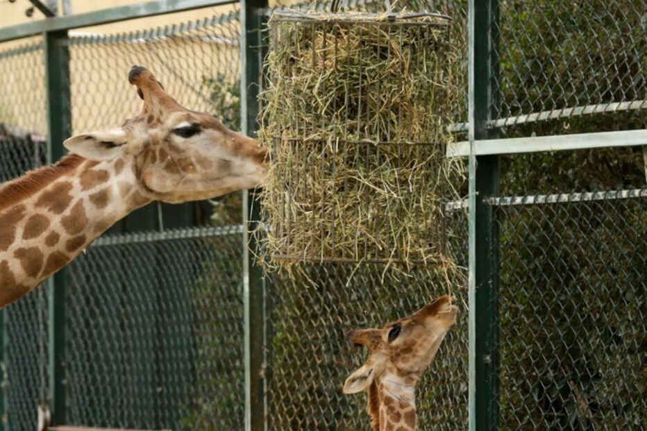 Nascimento de girafa-de-angola no Zoo de Lisboa