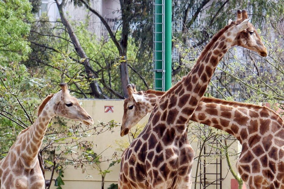Girafas no Zoo de Lisboa