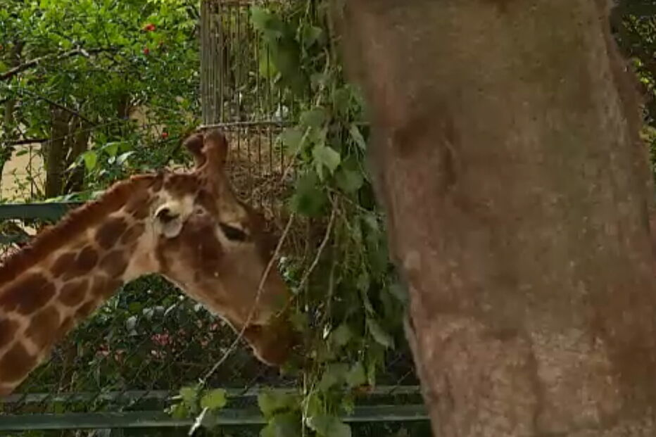 Girafa morre no zoo de Lisboa depois de visitante tentar dar comida