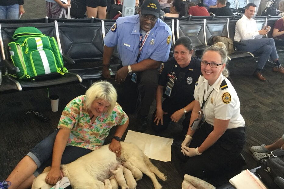 Cadela dá à luz em pleno aeroporto
