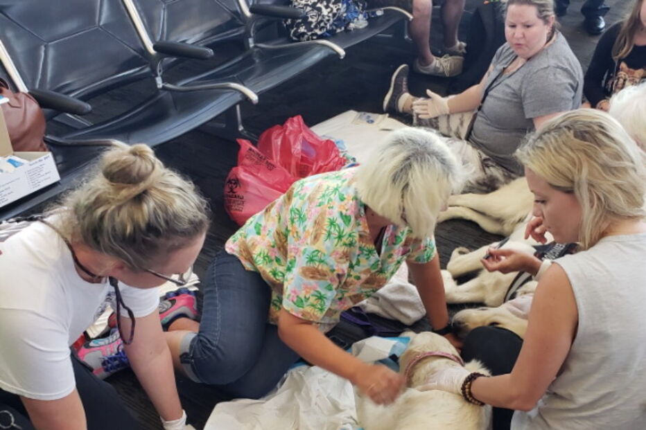 Cadela dá à luz em pleno aeroporto