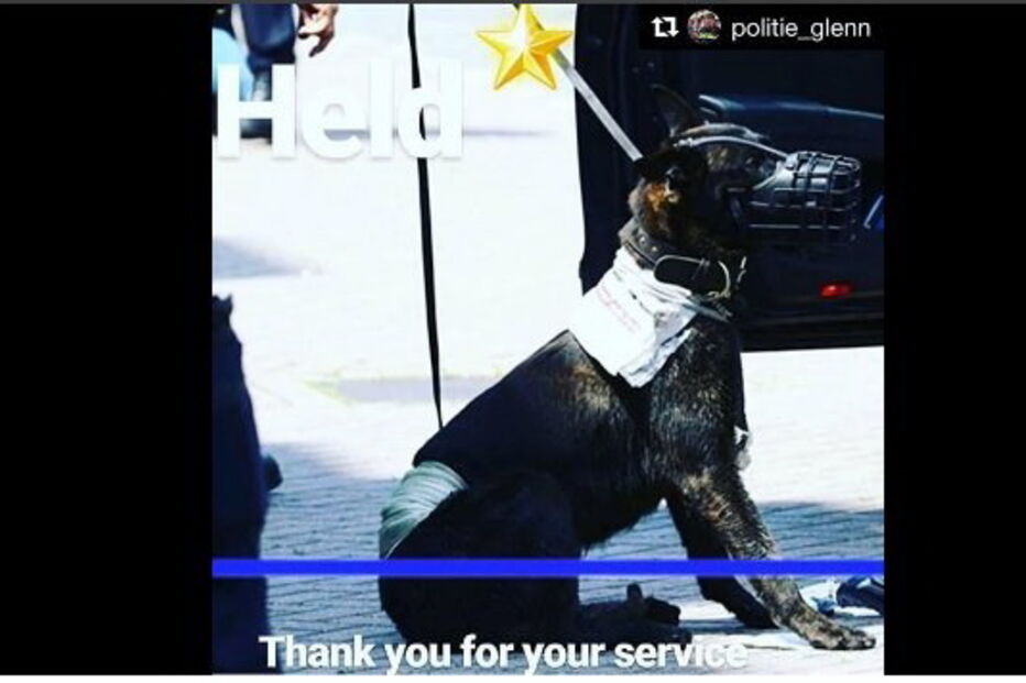 Cão polícia morto por suspeito de radicalismo