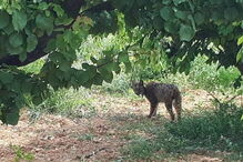 Lince lítio foi do Alentejo à Catalunha