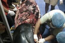 Baleia morre depois de engolir 80 sacos de plástico na Tailândia